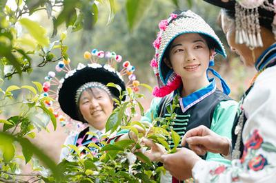 楚雄南华：专家人才助茶兴