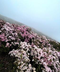 昭通永善：盛夏邀你来棋盘山看“云上花梯”
