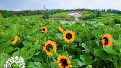 “五一”假期首日，各县市花式玩法引旅游热潮