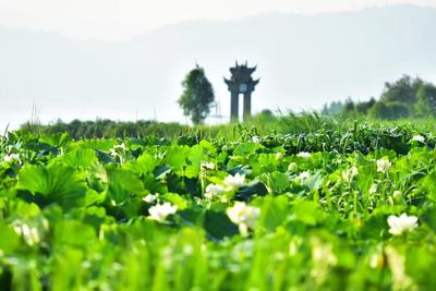 温润玉溪 旅居福地丨江川：千亩夏荷绽放星云湖畔