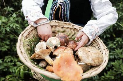楚雄人不说夏天来了，只说：走，找菌吃菌去～