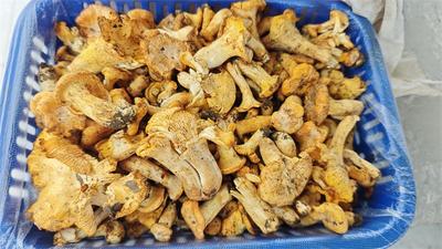 云南南华：头水野生菌走俏市场