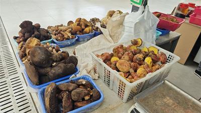云南南华：头水野生菌走俏市场