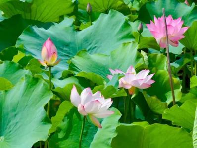 普洱夏日限定！十里荷风藏满诗意