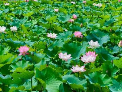 普洱夏日限定！十里荷风藏满诗意
