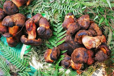 夏游红河 山野食菌