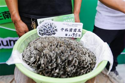 “菌王”霸“江湖”！8月5日南华菌王争霸开赛，最高奖金3500元等你拿