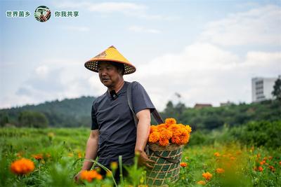 夏日限定！楚雄南华万寿菊花海美成画