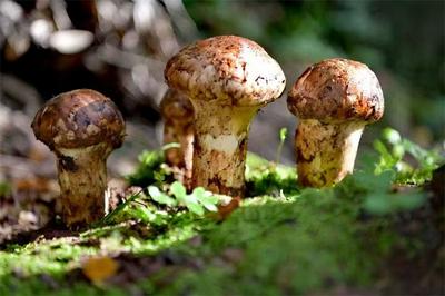 “菌王”霸“江湖”！8月5日南华菌王争霸开赛，最高奖金3500元等你拿