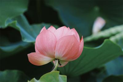 小暑赏荷，红河寻凉