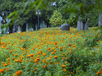 昆明大观公园万寿菊花海迎来最佳观赏期