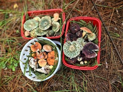 夏游红河 山野食菌