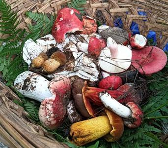 玉溪食菌季丨玉溪拾菌地图：从林间到餐桌的鲜味漫游！