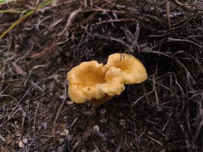 雨润山林 楚雄南华五街的“彩色精灵”出山了