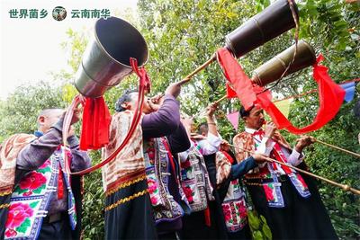 8月4日！楚雄南华五街松茸采摘开山仪式即将启幕！