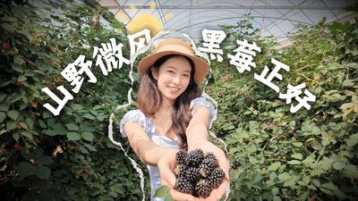 暑期乐游玉溪丨江川：山野微风 黑莓正好