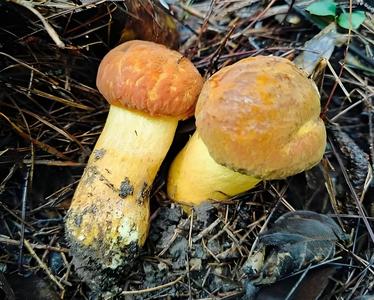 玉溪食菌季丨玉溪拾菌地图：从林间到餐桌的鲜味漫游！