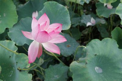 小暑赏荷，红河寻凉