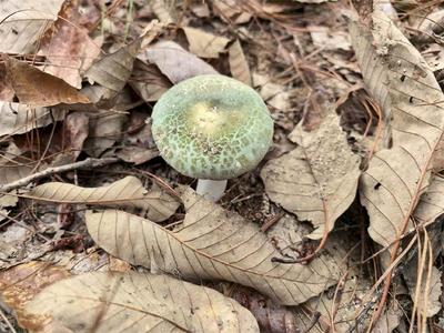 雨润山林 楚雄南华五街的“彩色精灵”出山了