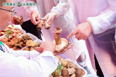 8月4日！楚雄南华五街松茸采摘开山仪式即将启幕！