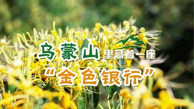 【视频】沿着长江看中国 | 从“糊口粮”到“致富药”，乌蒙山里藏着一座“金色银行”