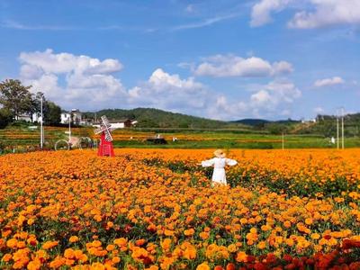 正值盛放期！楚雄这些地方轻松拍出“赏花大片”