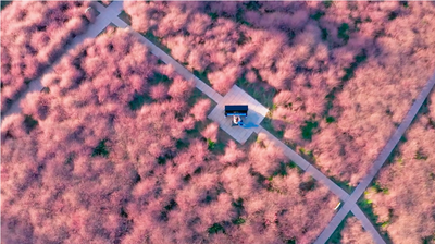 正值盛放期！楚雄这些地方轻松拍出“赏花大片”