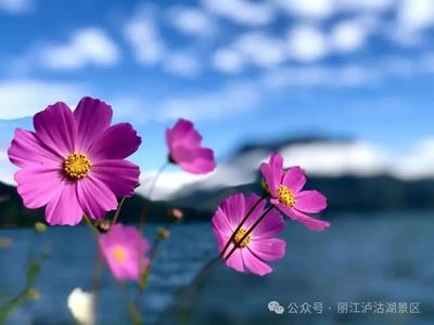 风遇格桑！粉白花海已上线，泸沽湖的秋天藏不住了