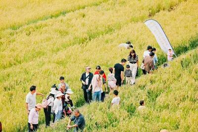 金秋庆丰收 渔悦秋葉田丨10月1日，南华县龙川镇第六届农民丰收节暨渔乐节如约而至
