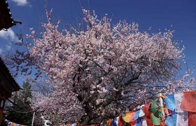 旅居云南大家拍丨旅居影像志期（第六期）云南的美，藏在湖与山之间
