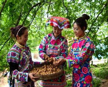 九月，去大姚赴一场“核桃味”的山野盛宴