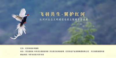 展讯 | “飞羽共生·翼护红河”摄影作品展  定格山野飞鸟，邂逅红河生态之美