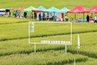 金秋庆丰收 渔悦秋葉田丨10月1日，南华县龙川镇第六届农民丰收节暨渔乐节如约而至
