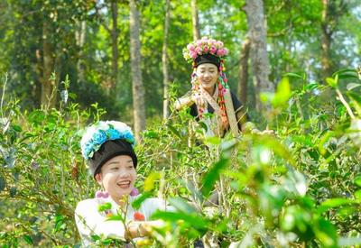 双节“趣”游普洱 | 澜沧·孟连·西盟，一程三地，玩转茶林、古镇与佤山