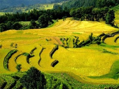 2026年全国赏秋地图发布 红河两地上榜！