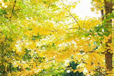 昆明市雨花街道2026年第五届银杏文化艺术嘉年华启幕