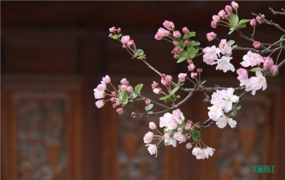 不负春光！丽江古城海棠花开正艳