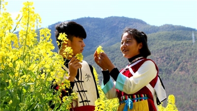 疫情不误春光美  丽江长江第一湾油菜花盛放