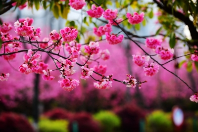 春分｜《丽江春日芳菲图》