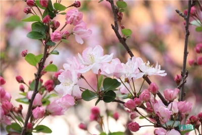 不负春光！丽江古城海棠花开正艳