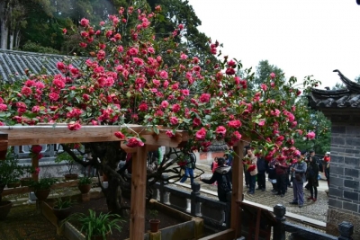 丽江“三多节”取消聚集型活动 今年就在丽江市博物院“云过节”