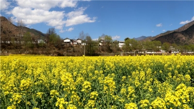 疫情不误春光美  丽江长江第一湾油菜花盛放