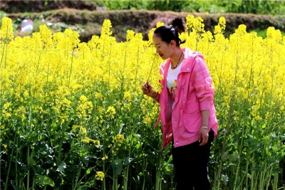 疫情不误春光美  丽江长江第一湾油菜花盛放