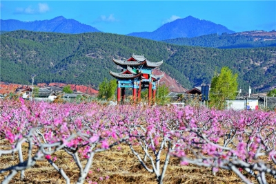 丽江拉市镇 桃花朵朵开！【视频+美图】