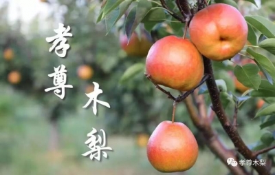 这个“五一”，丽江孝尊木梨庄园圆你牧场梦！