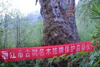 1600余年的“铁杉王”你见过吗？丽江古树名木全面挂牌保护！