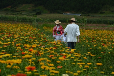 丽江抓茸村乡村旅游正崭露头角，这里的美你get了吗？