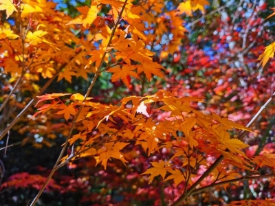秋色、秋声、秋意…都藏在丽江东巴谷！