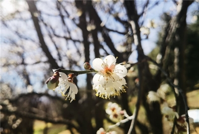 “花花世界”里迎新年，你去丽江玉水寨赏花了吗？