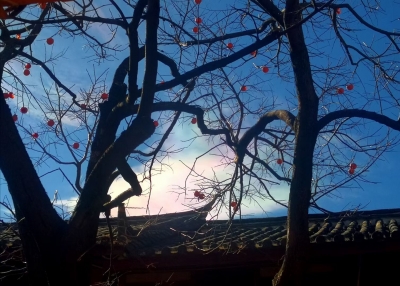 小寒丨暖冬游来丽江